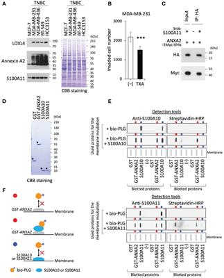 Lysyl oxidase-like 4 promotes the invasiveness of triple-negative breast cancer cells by orchestrating the invasive machinery formed by <mark class="highlighted">annexin A2</mark> and S100A11 on the cell surface